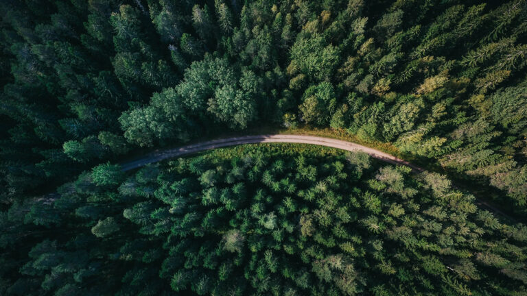 Washington Forests on the Chopping Block: Trump Opens Logging Floodgates: ‘This Will Not Go Well'