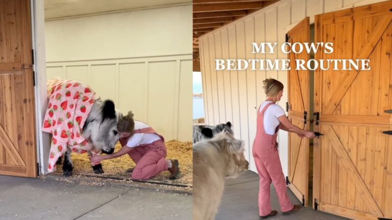 Nevada Woman Goes Viral for Her Cows’ Bedtime Routine: ‘THEY HAVE THEIR OWN TV???’ A picture of Nevada woman and her cows.