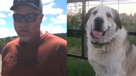 A picture of the dog who saved the Arizona toddler along with his owner.