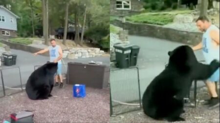 man and bear at california party