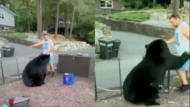 man and bear at california party