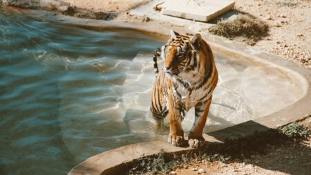 Nevada Cat Lover Arrested for Resisting Arrest After 7 ‘Emotional Support’ Tigers Were Seized From His Home Nevada tiger