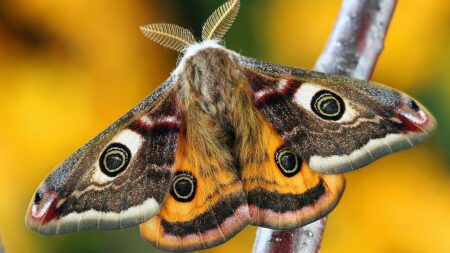 Ex-Girlfriend Considers Suing Boyfriend in Texas For Killing Her Pet Moths