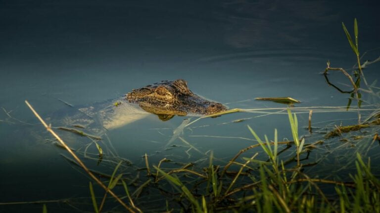 Alligator in lake
