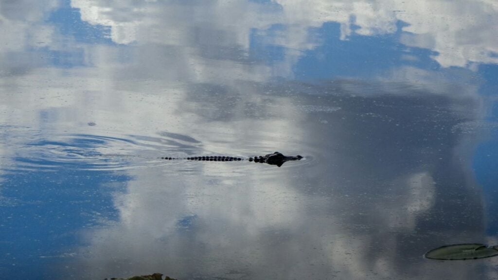 Alligator in lake