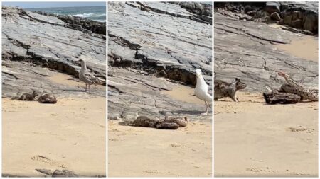 Squirrel eating a snake on Orange County beach
