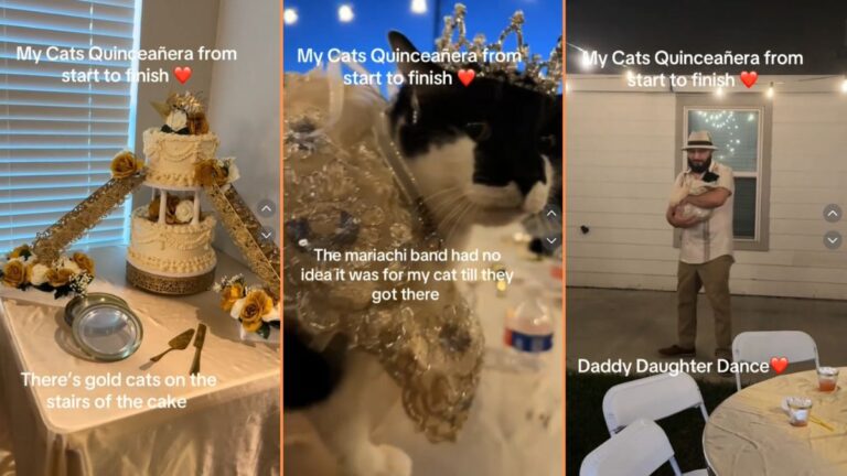 Texas Woman Throws Quinceanera for Her Cat ‘Pets Are Def Benefiting from the Low Birth Rates Lol'