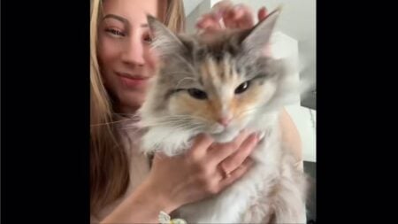 Colorado cat with a gold tooth