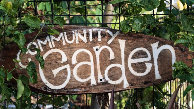 Queens Community Garden Faces Eviction Over Anti-Zionist Membership Policy: ‘Super Not Surprised’ Queens Community Garden Faces Eviction Over Anti-Zionist Membership Policy: ‘Super Not Surprised’