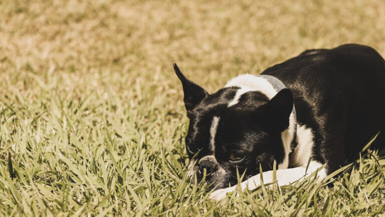 Pennsylvania Funeral Director Stole $650,000 by Giving Fake Ashes to Pet Owners: ‘This Is So Disturbing’ Pennsylvania Funeral Director Stole $650,000 by Giving Fake Ashes to Pet Owners: ‘This Is So Disturbing'