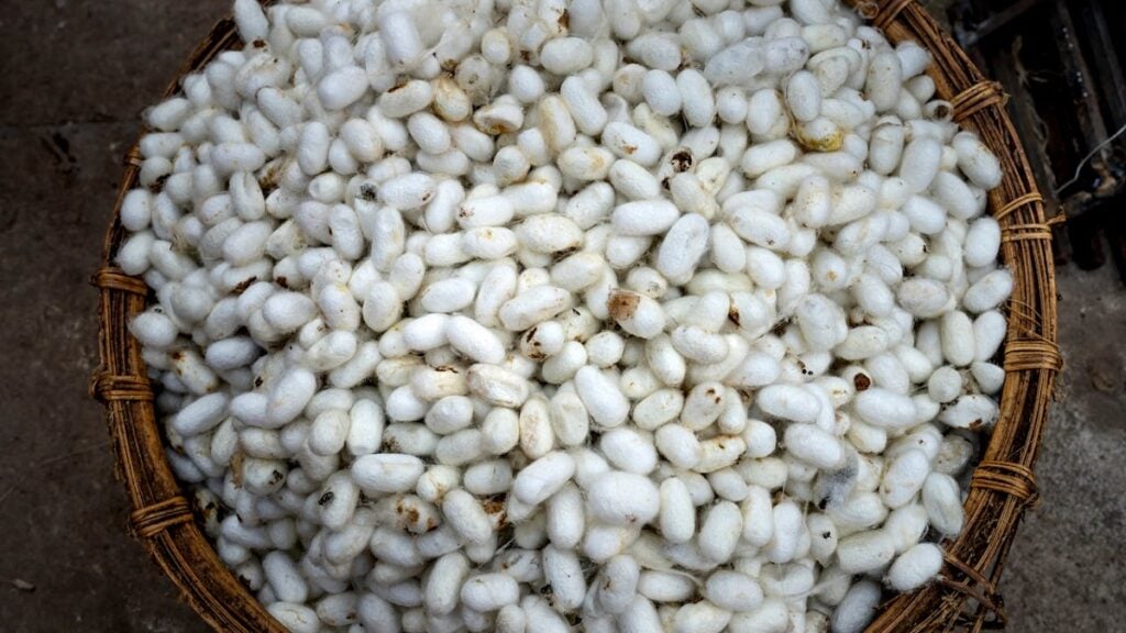 a basket full of silk moth eggs