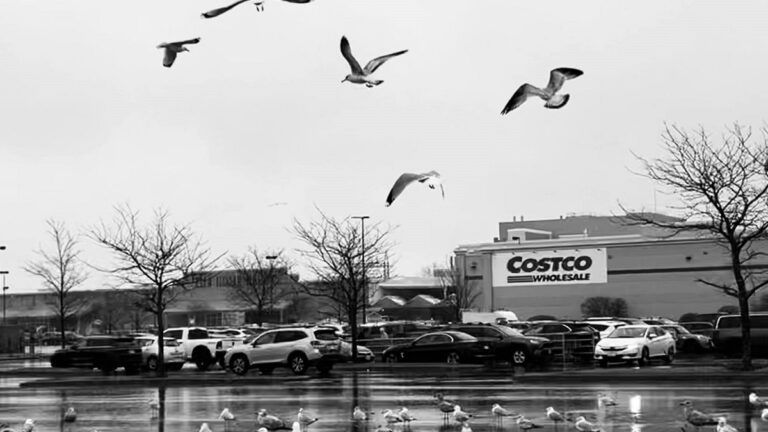 a chef in florida buys spoiled lamb from costco