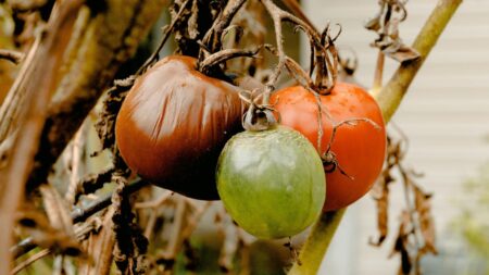 A picture of rotten food in relation to the Utah man's situation.