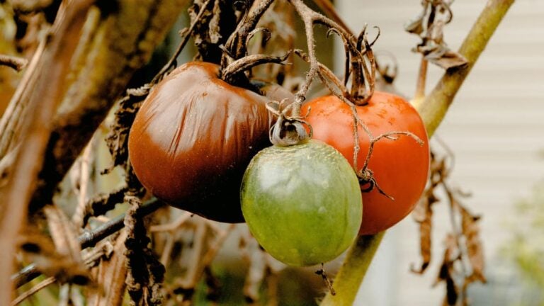 A picture of rotten food in relation to the Utah man's situation.