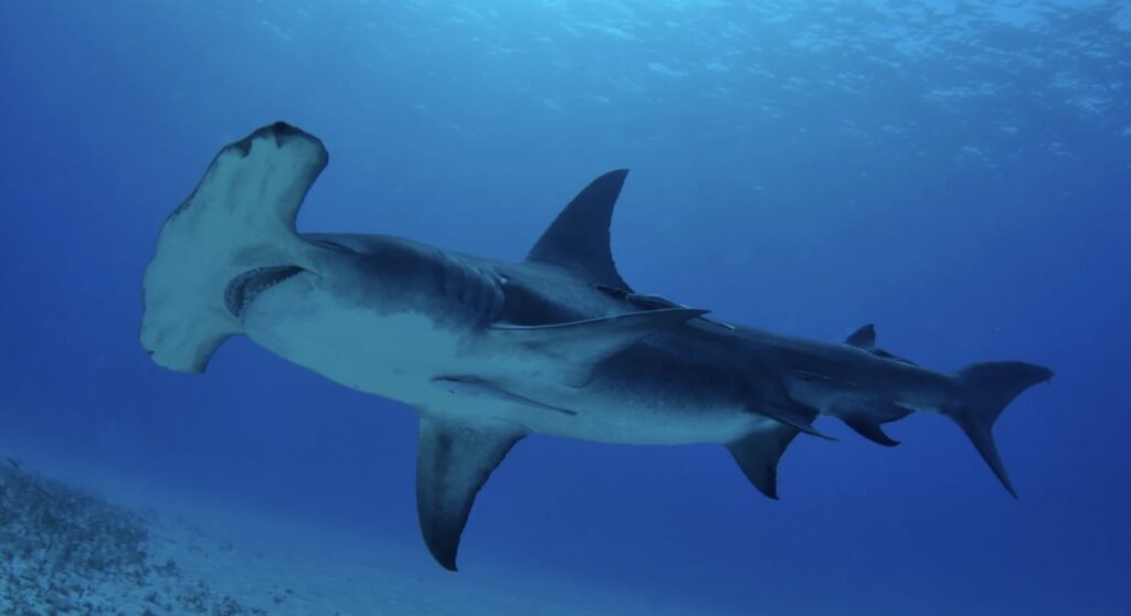 Hammerhead shark in ocean