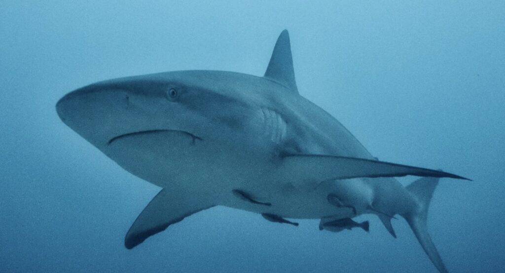 Shark in the ocean