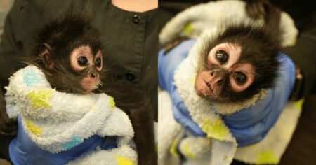 Monkey found guarding drugs in California bust