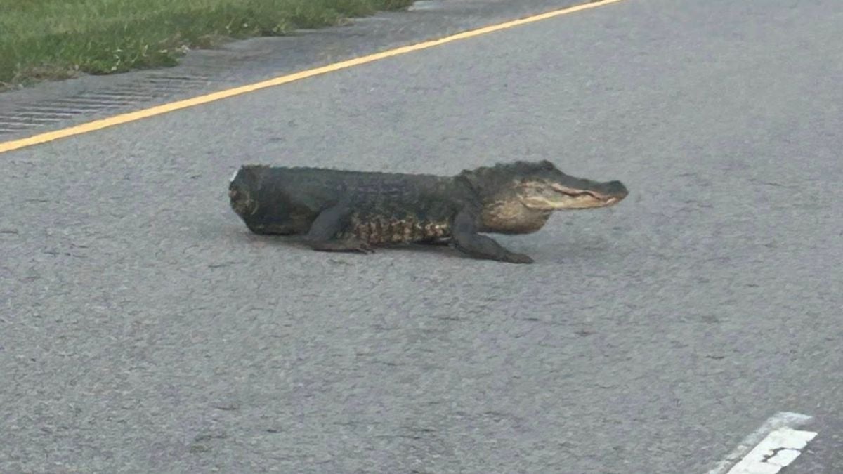 Tailless aligator