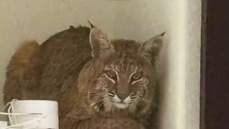 wild bobcat in colorado