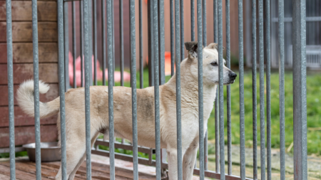 Abusive Arizona Dog Sitter Breeds Owner’s Dog Without Permission and Refuses To Give It Back