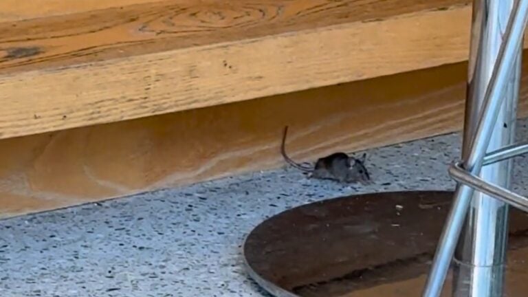 Brigham Women Massashusetts Hospital Mice