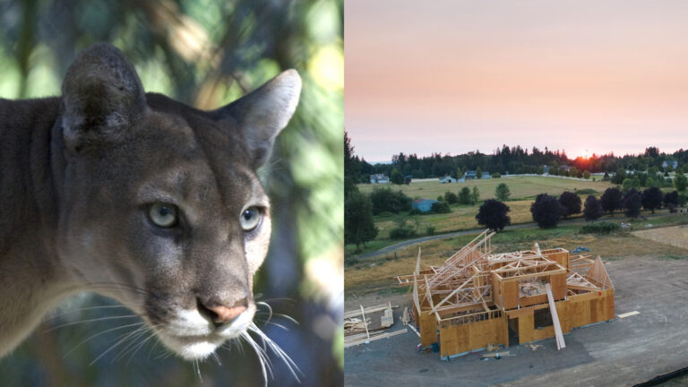 10,000 Homes Planned in Florida as Panther Territory Faces Bulldozers: ‘This Is Why We Can’t Have Nice Things'
