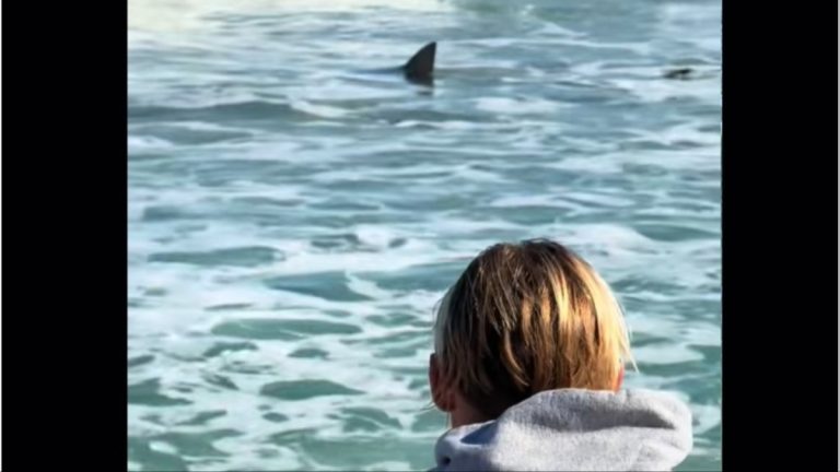 Florida woman has a very close call with a shark