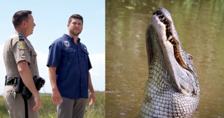 Florida alligator detention centre