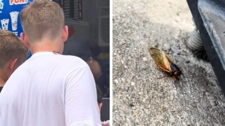Kings Island Is Suffering From the Worst Cicada Infestation Ever, ‘We Are All Struggling Together’ Kings Island Cicada Season