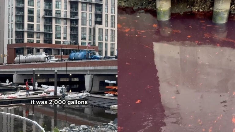 Baltimore Harbor Maryland Sees Red After 2,000 Gallon Diesel Spill: ‘Poor Wildlife'