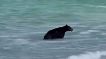 Naples Beach Gets Invaded by a New and Unlikely Furry Visitor, ‘Somebody Forgot To Draw Their Anti-Sea Bear Circle’ Naples Florida Bear