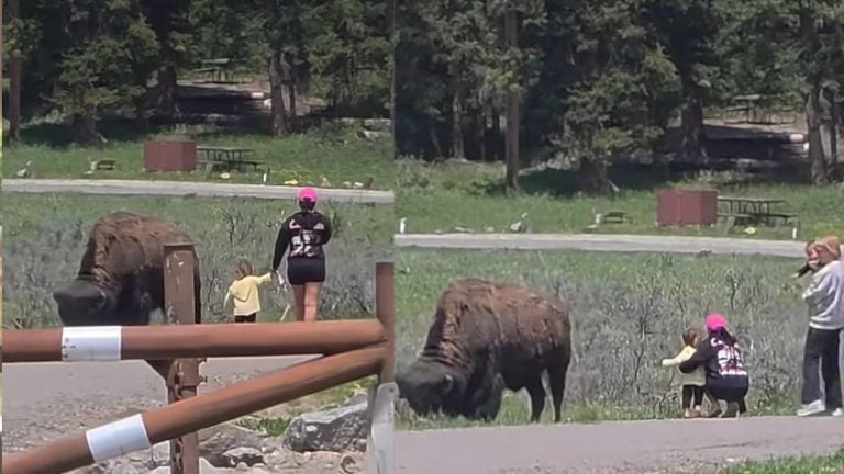 A picture of the Yellowstone Tourists.