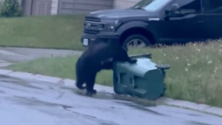 Bear trying to get in garbage