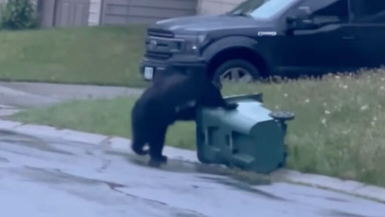 Alaskan Grizzly Bear Fights To Open Garbage Can: ‘More Entertaining Than The Bezo Wedding’ Bear trying to get in garbage