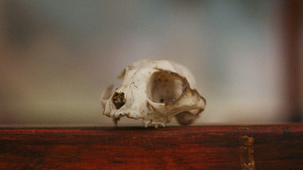 Texas Cat Killer is on the Loose with a Dozen Felines Cut Cleanly in Half: ‘If I Ever Catch Someone Doing This…’ Texas cat killer