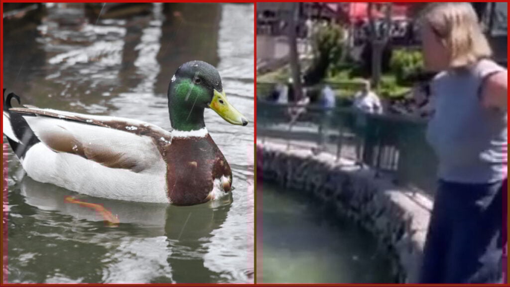 A No Fun Having California Karen Tries to Stop a Duck From Mating in a Bizarre Meltdown ‘She’s been smoking quack’