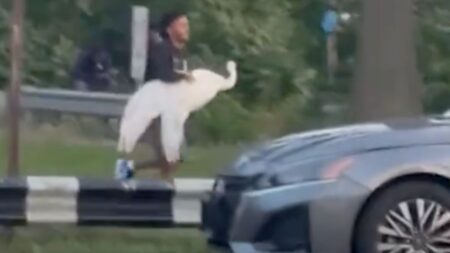 Man stealing a swan