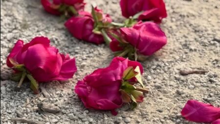 Michigan University Flower Garden Gets Vandalized in Support of Palestine: ‘Palestinian Lives Deserve to be Cared for. More Than These Flowers’ Michigan flowers palestine