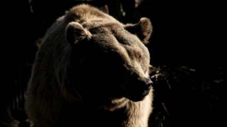 Alaskan Republicans Allegedly Want a ‘Bear Alcatraz’ for Imprisoned Immigrants