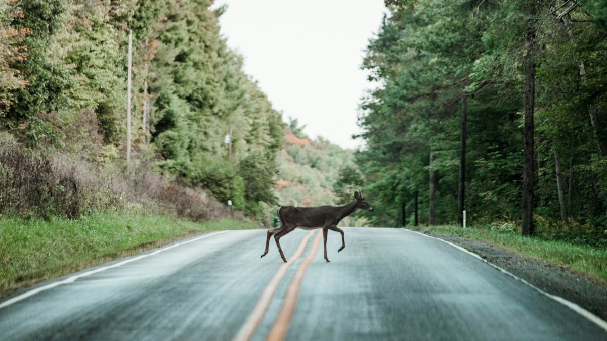 Colorado Driver Crashes Car To Avoid Killing Deer