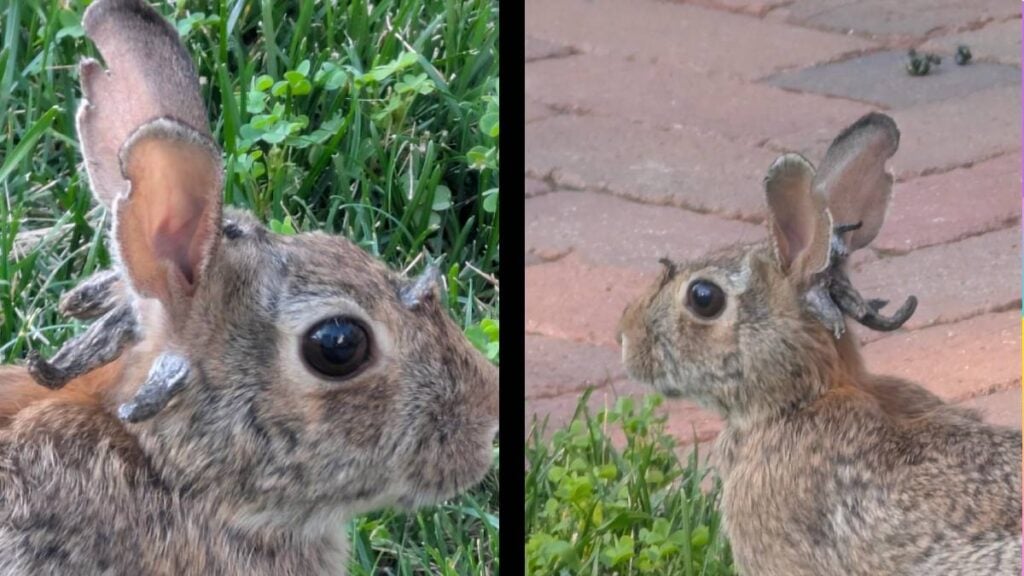 The Jackalope Is Real, Lives in Minnesota: ‘Luckily Does Not Appear to Be a Concern for Our Pets’ Minnesota real Jackalope