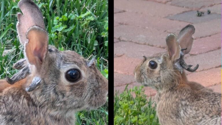 The Jackalope Is Real, Lives in Minnesota: ‘Luckily Does Not Appear to Be a Concern for Our Pets’ Minnesota real Jackalope