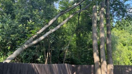 North Carolina fell tree