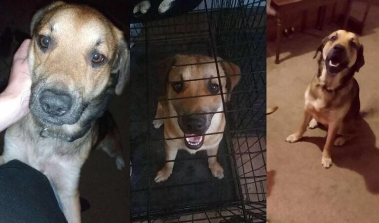 Ohio Dog needs rescue