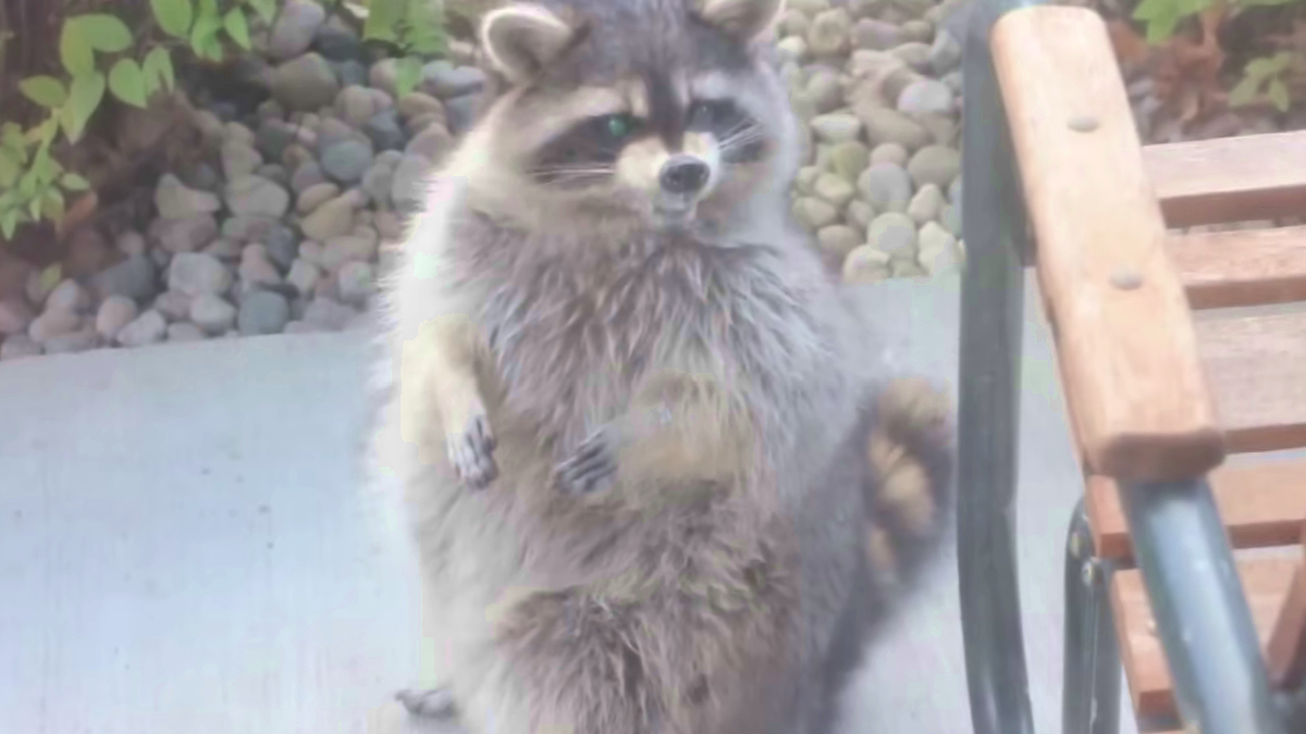 Rabid Raccoon on Porch