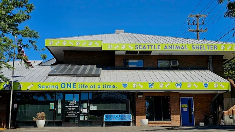 From Kitten to Senior Overnight Foster Parent Slams Seattle Animal Shelter for Shocking Mistakes: ‘That’s Just Crazy!'