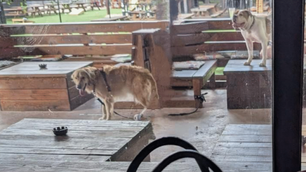 Texas Bar Let Dogs Drool and Sit on Tables: ‘Then the Dog Wrote a Bad Review, Said the Staff Was Ruff’ Texas Bar Let Dogs Drool and Sit on Tables
