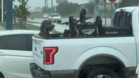 Texas Driver Travels With Poor Dog Soaking Wet in Truck Bed During Pouring Rain
