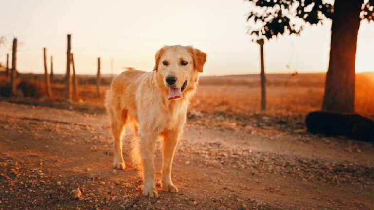 Texas dog eat Rat Poison