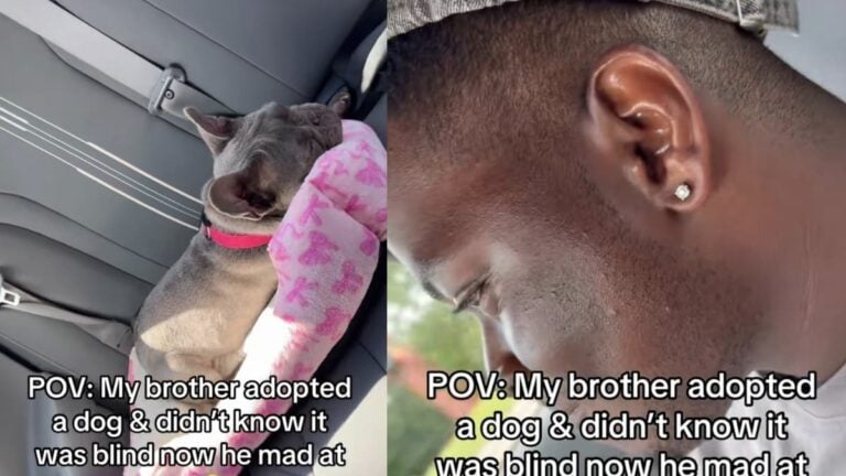 Georgia Pet Seeker Feels Misled After Adopting Discounted, Blind Frenchie: ‘ TAKE IT BACK’ A picture of the Georgia dog.